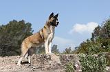 AKITA AMERICAIN 011